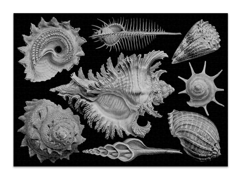 Shells 1000-piece puzzle