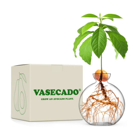 Vasecado avocado vase by Cloudberries
