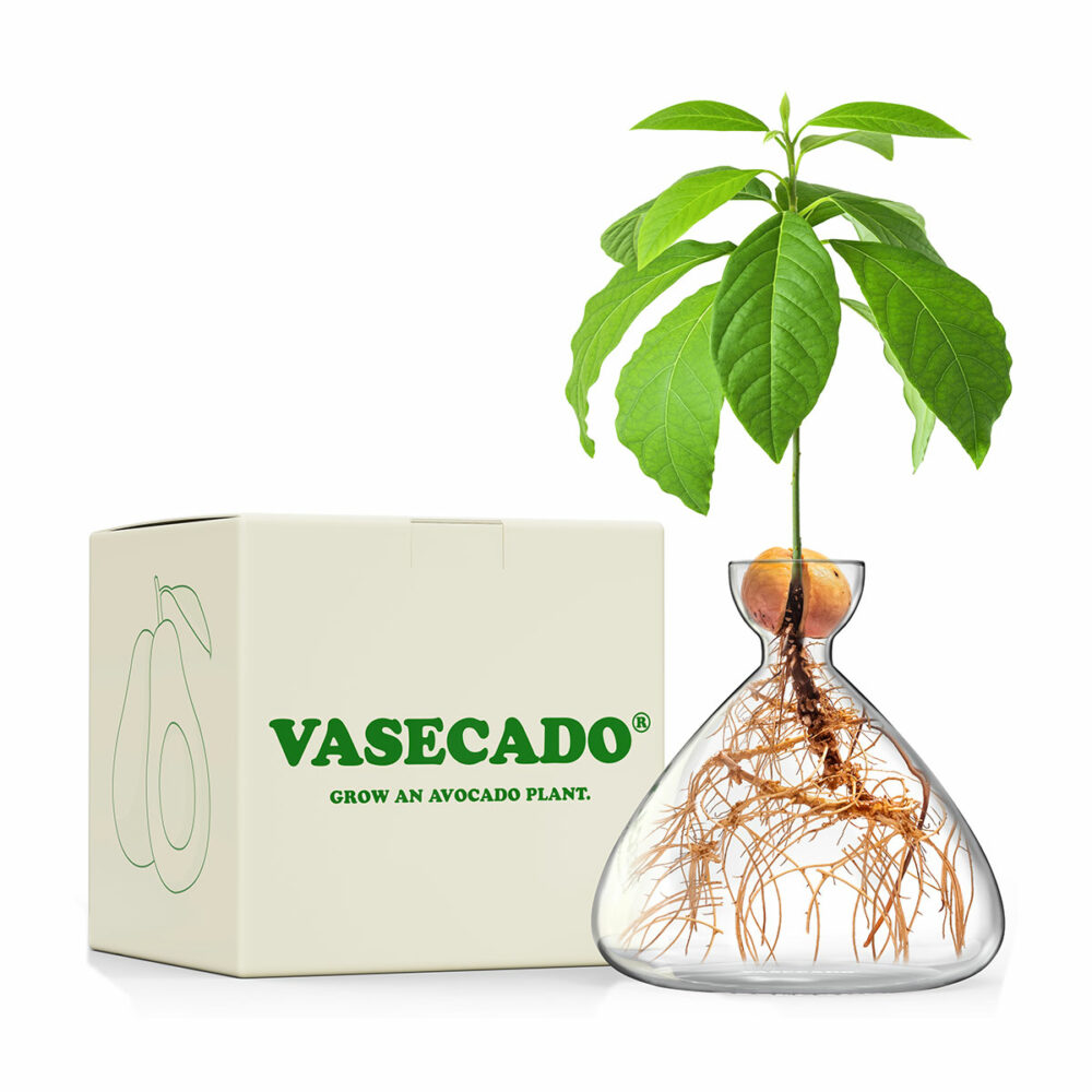 Vasecado by Cloudberries, vase for avocado plant
