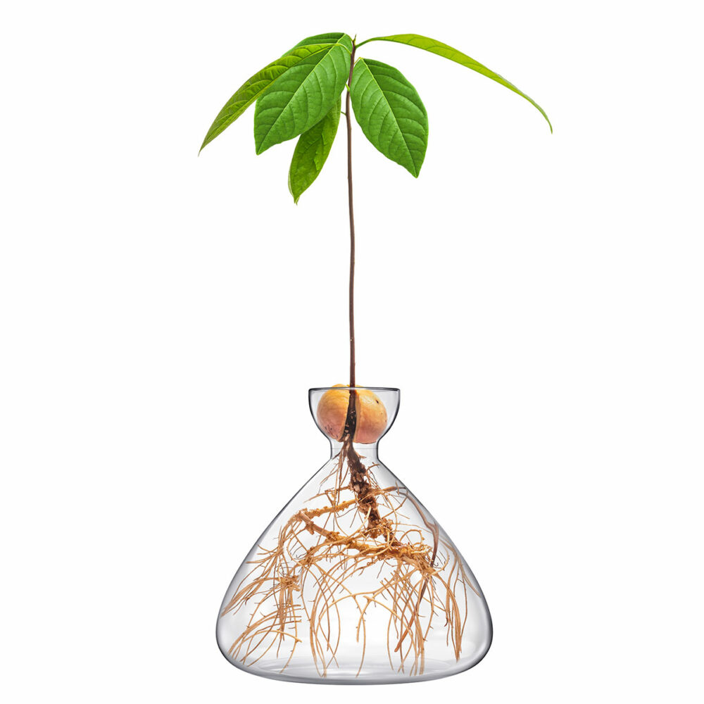 Vasecado is a vase for growing avocado seeds